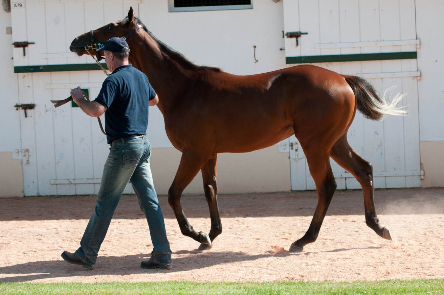 Equicoaching Deauville