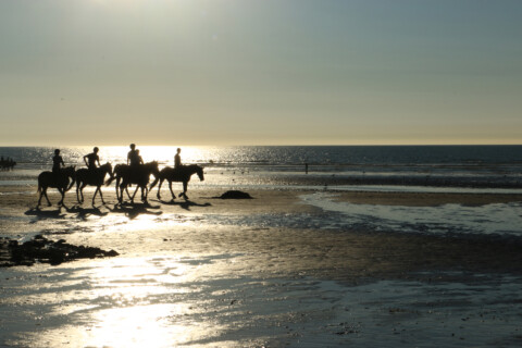 Chevaux sur la plage de Deauville